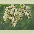 FIORI DI ACACIA