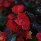 Fiori di Begonia