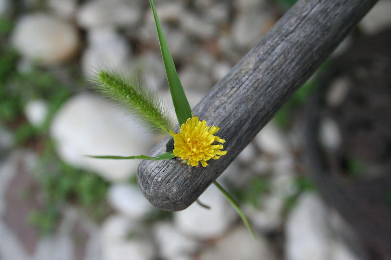 Fiori di bellezza sconosciuta..