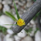 Fiori di bellezza sconosciuta..