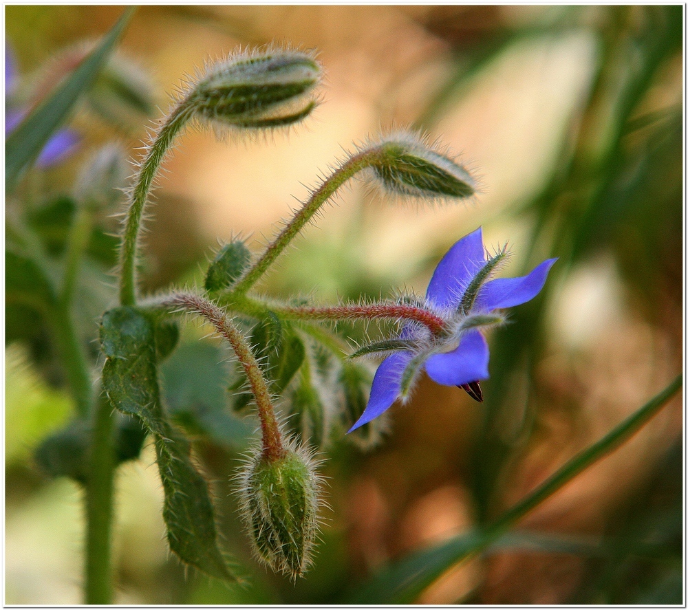 FIORI di BORAGGINE!