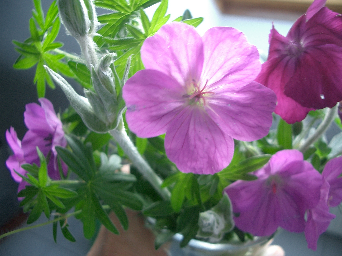 fiori di bosco