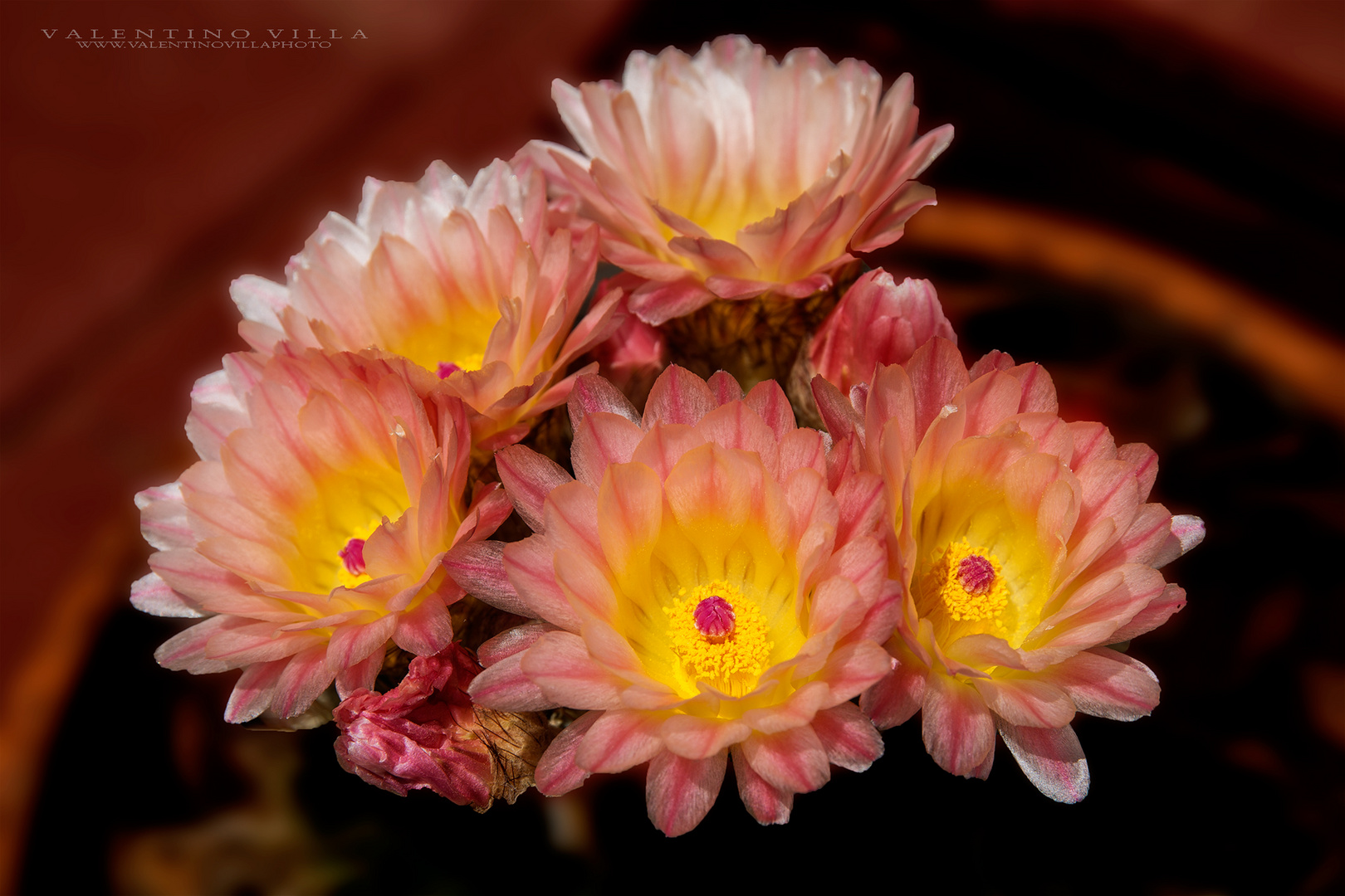 Fiori di cactus