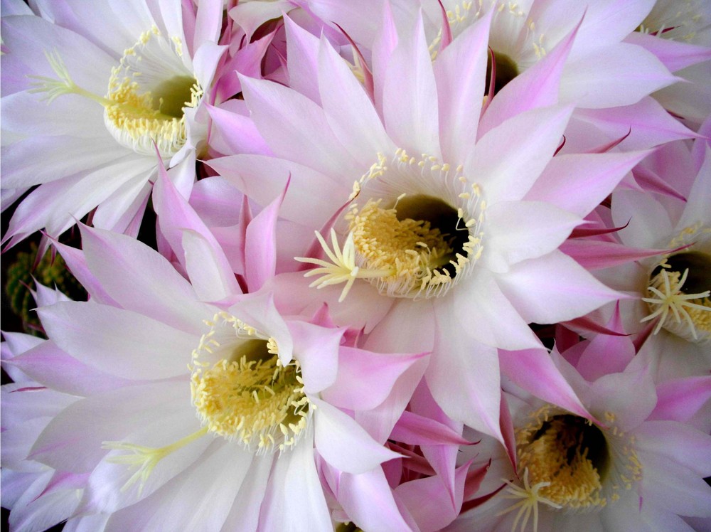 Fiori di cactus