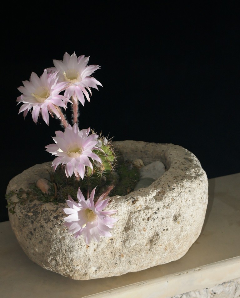 Fiori di cactus