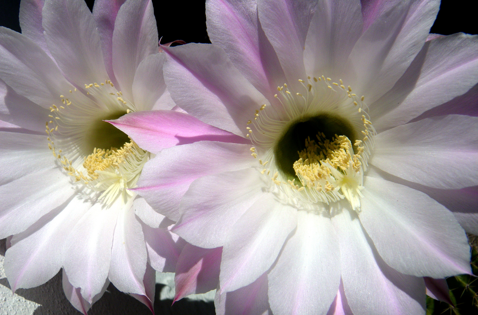 Fiori di cactus