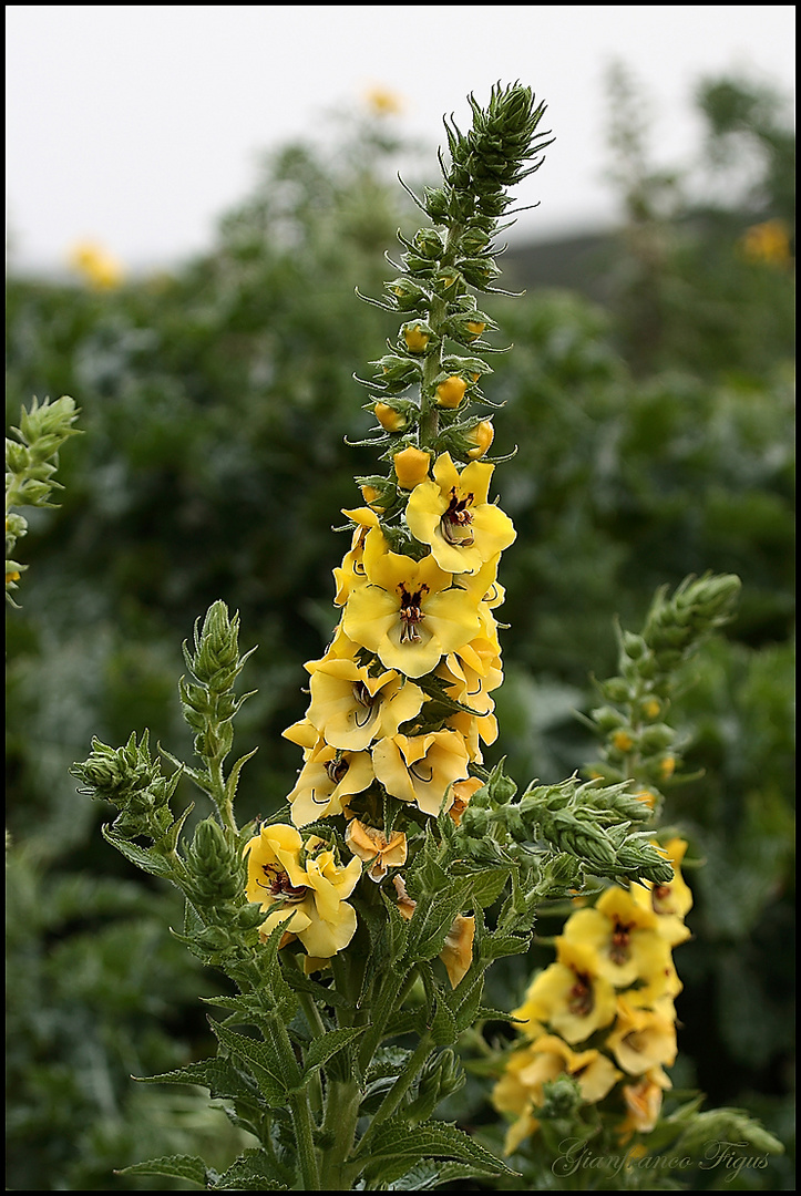 Fiori di campagna