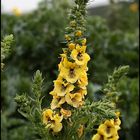 Fiori di campagna