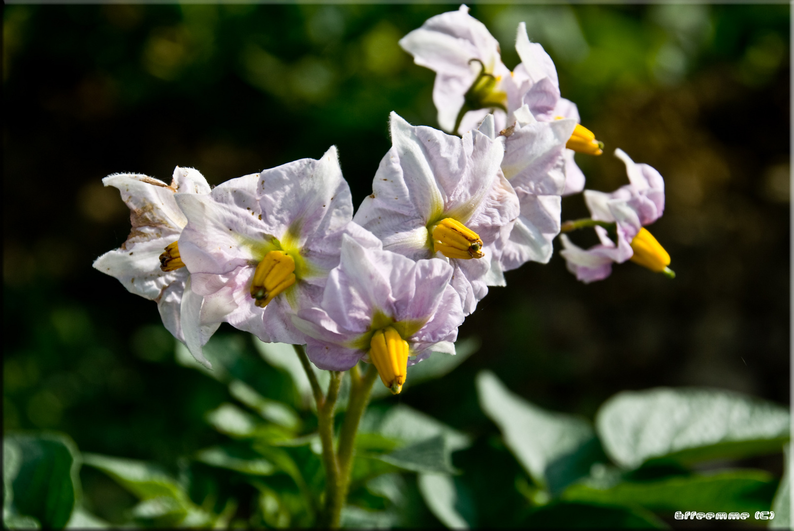 fiori di campo 1