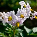 fiori di campo 1