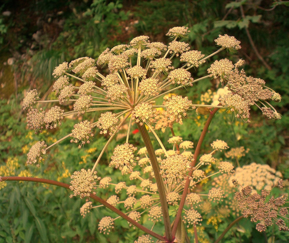 FIORI DI CAMPO