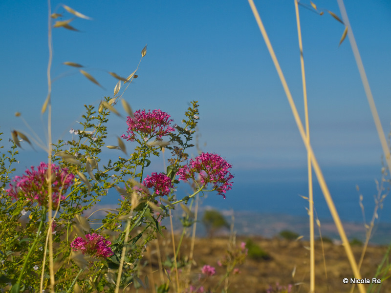 Fiori di campo