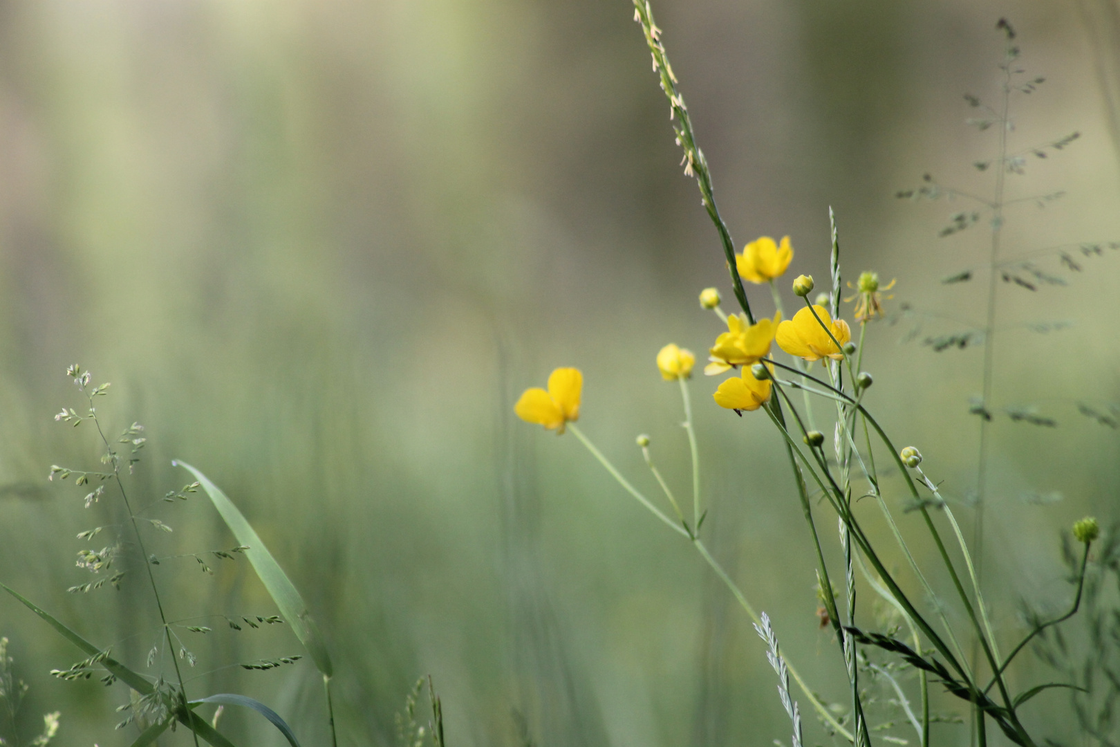 Fiori di campo