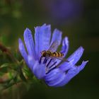 Fiori di campo