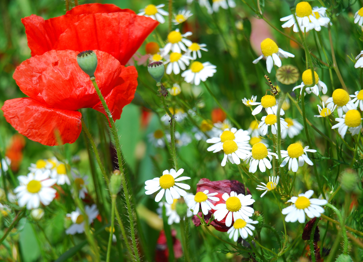 fiori di campo