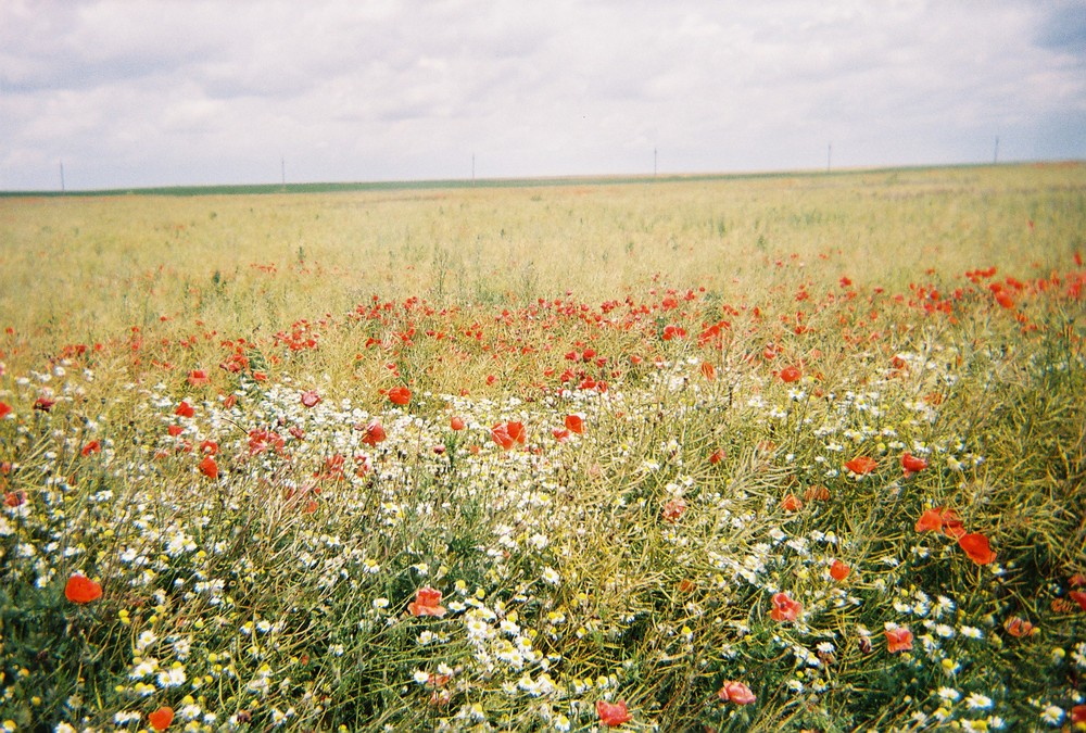 Fiori di campo