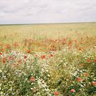 Fiori di campo