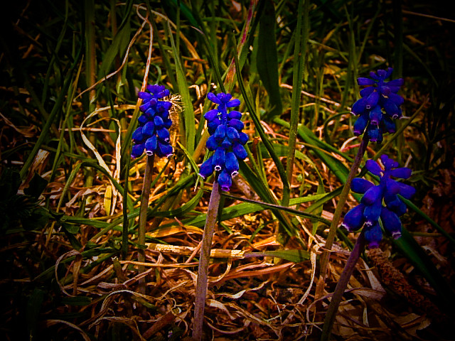 fiori di campo..