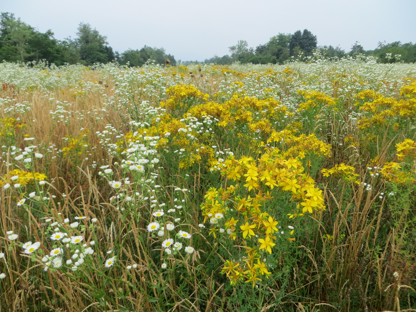 Fiori di campo