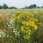 Fiori di campo