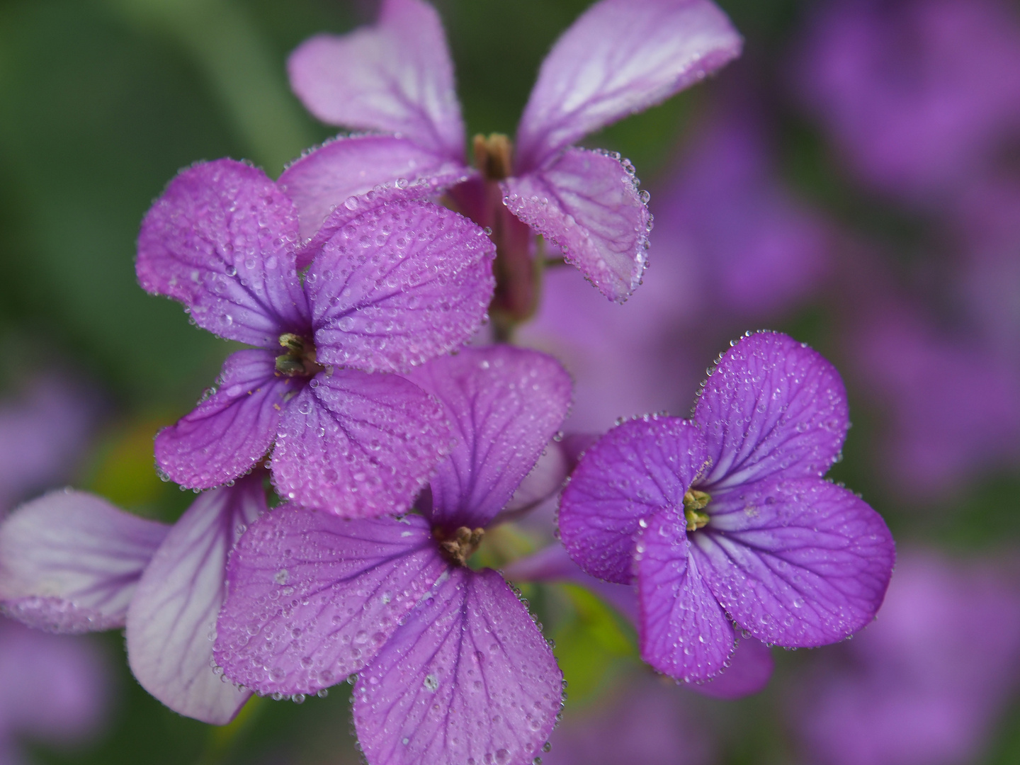 Fiori di campo