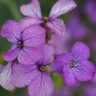 Fiori di campo