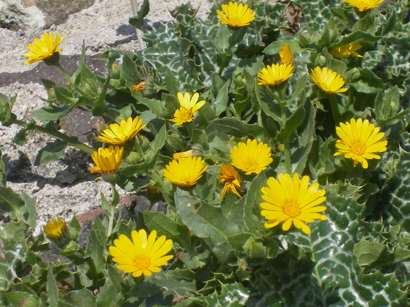 fiori di campo