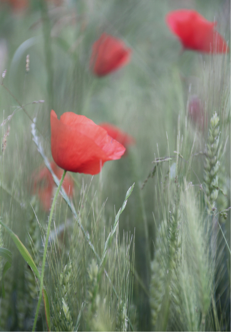 fiori di campo