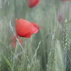 fiori di campo