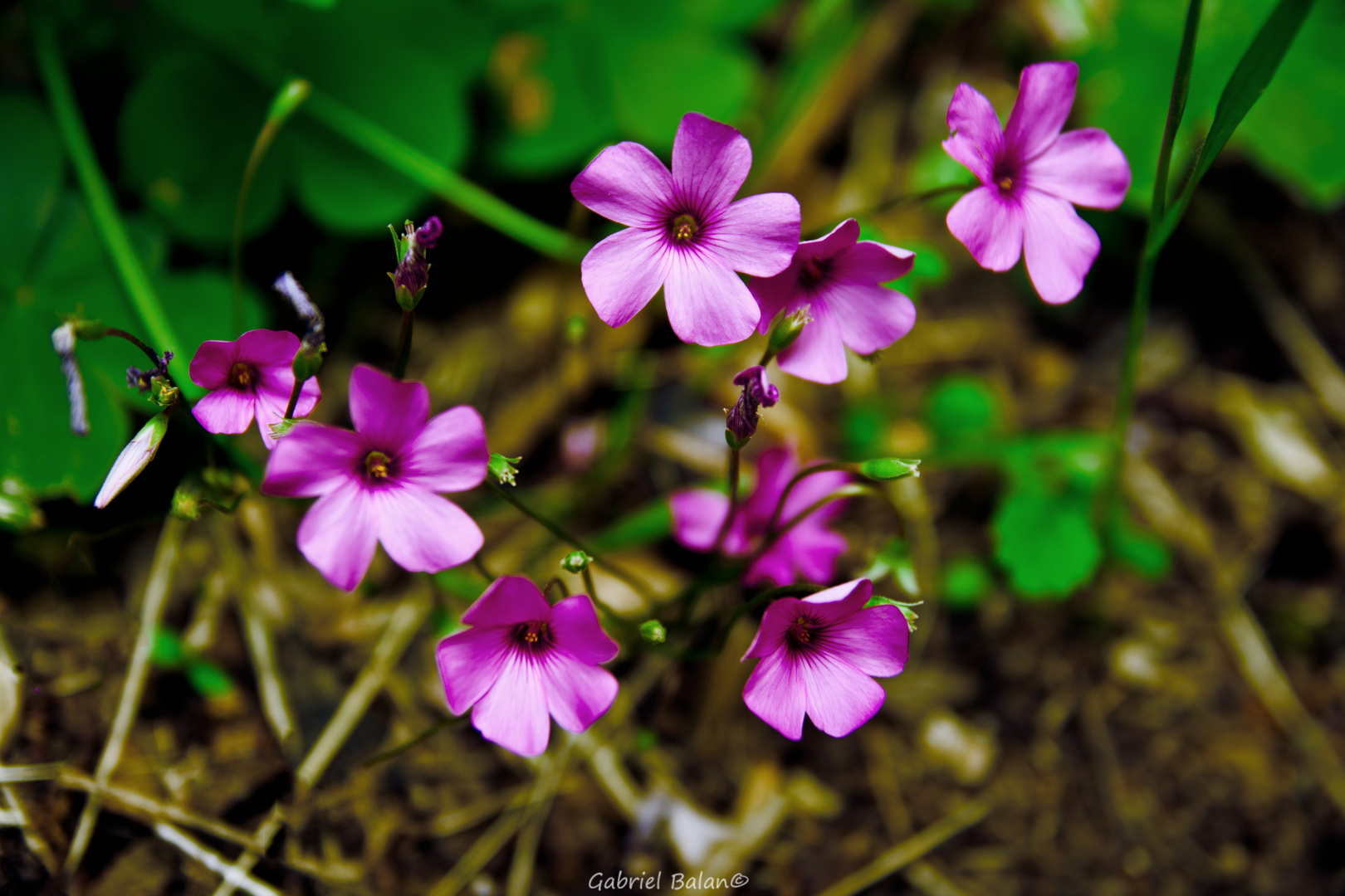 Fiori di campo