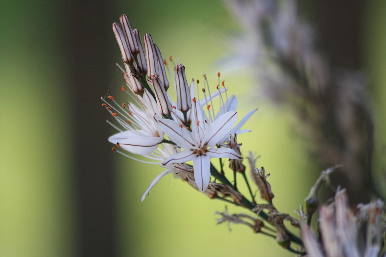 fiori di campo (asfodelo)