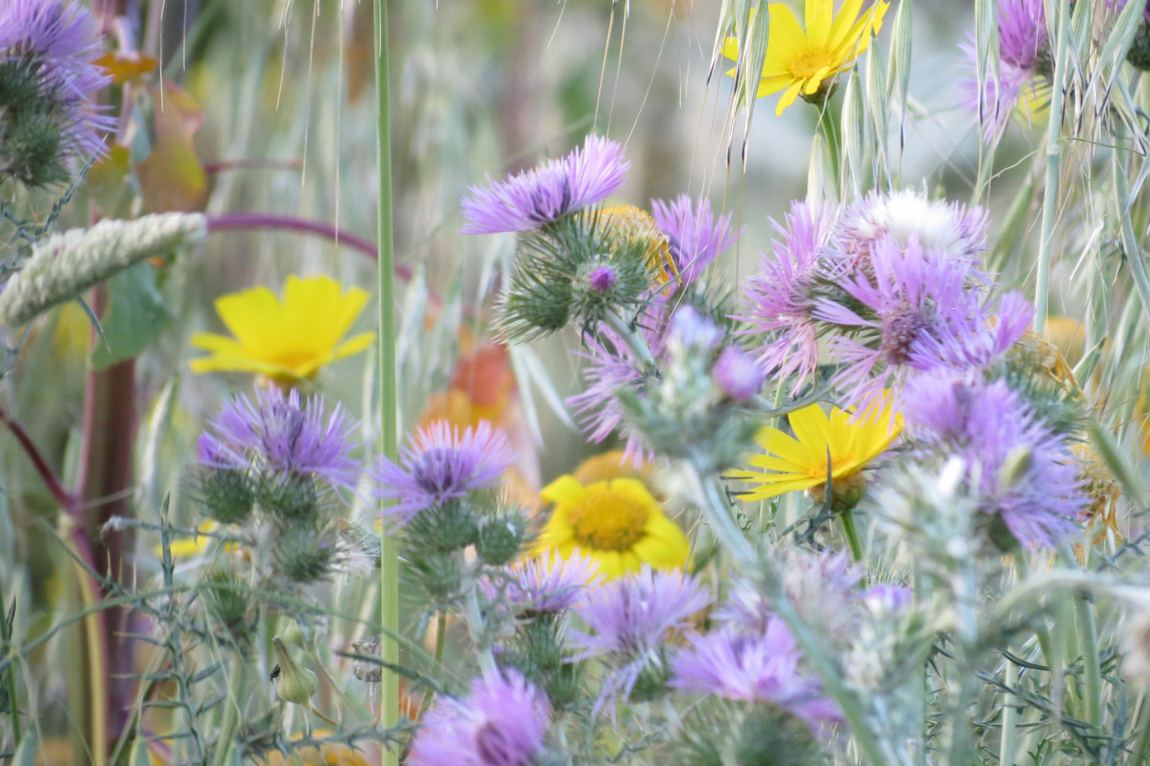 fiori di campo