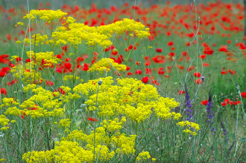 Fiori di campo