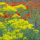 Fiori di campo