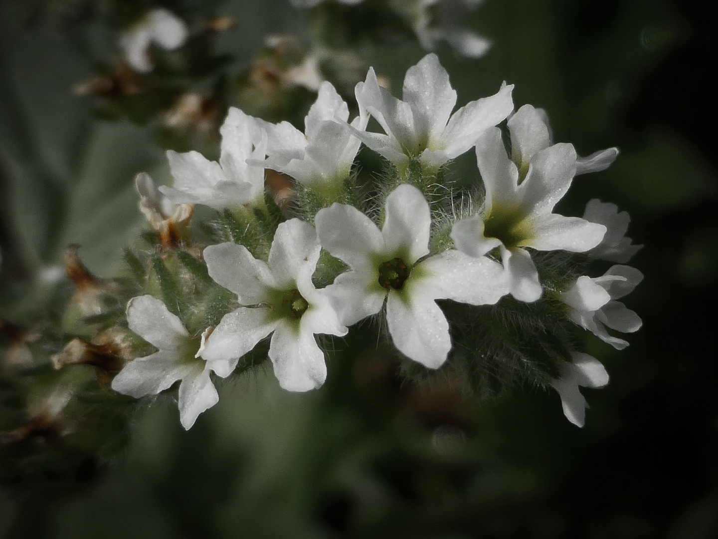 Fiori di campo