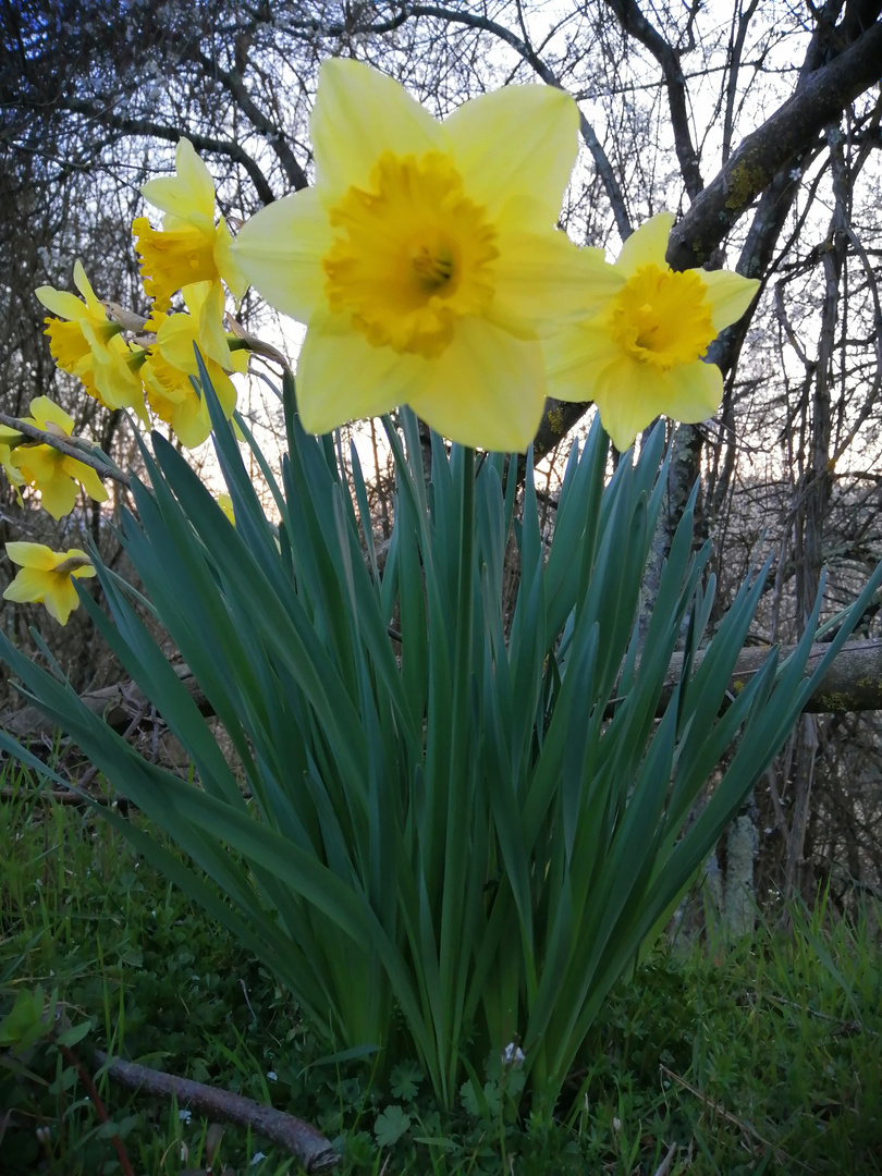 fiori di campo