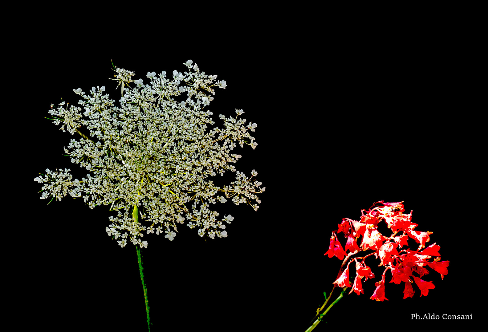 FIORI DI CAMPO