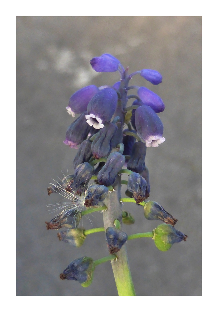 Fiori di campo...