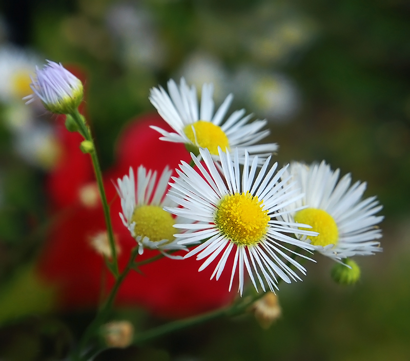 .....fiori di campo in terrazza.....