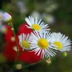 .....fiori di campo in terrazza.....