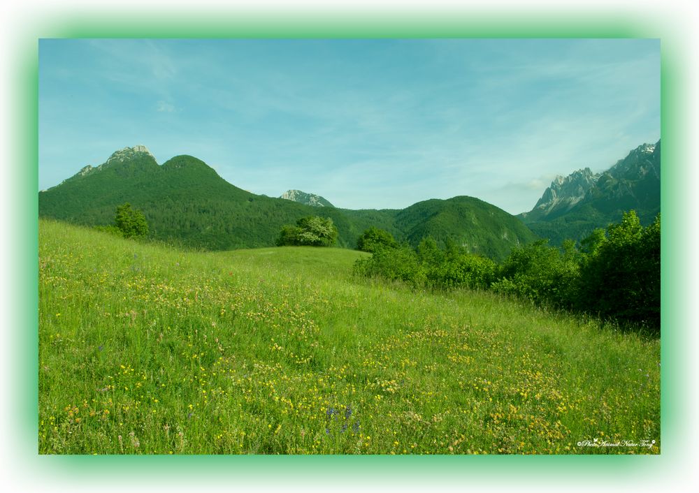 Fiori di CampoSilvano