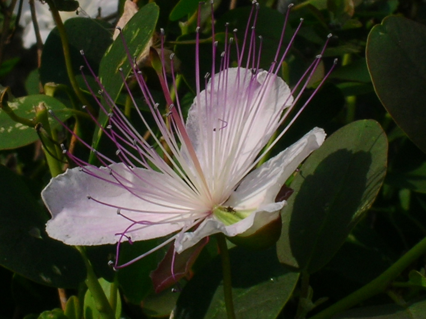 Fiori di capperi