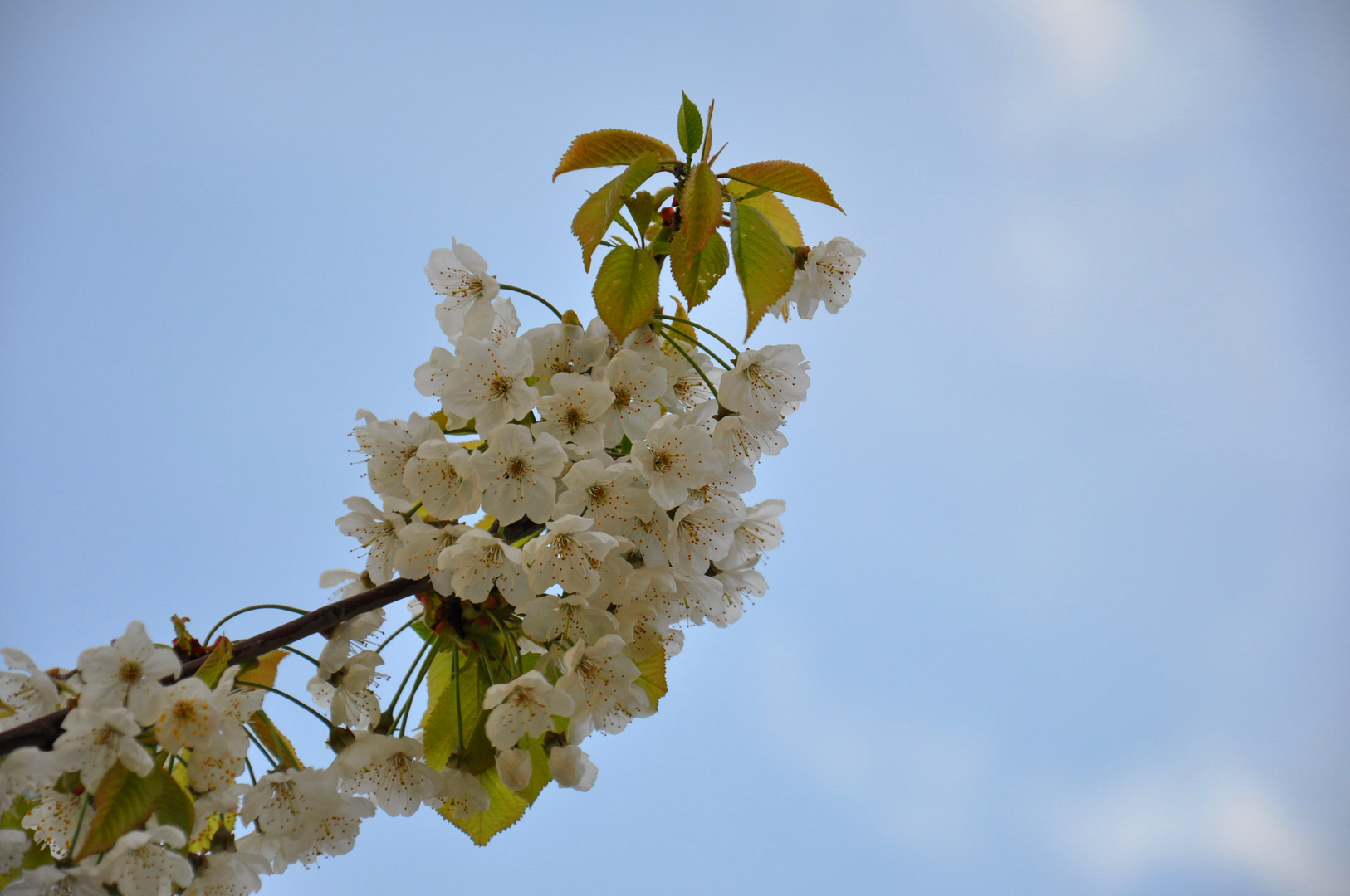 Fiori di ciliegio.