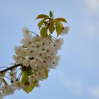 Fiori di ciliegio.