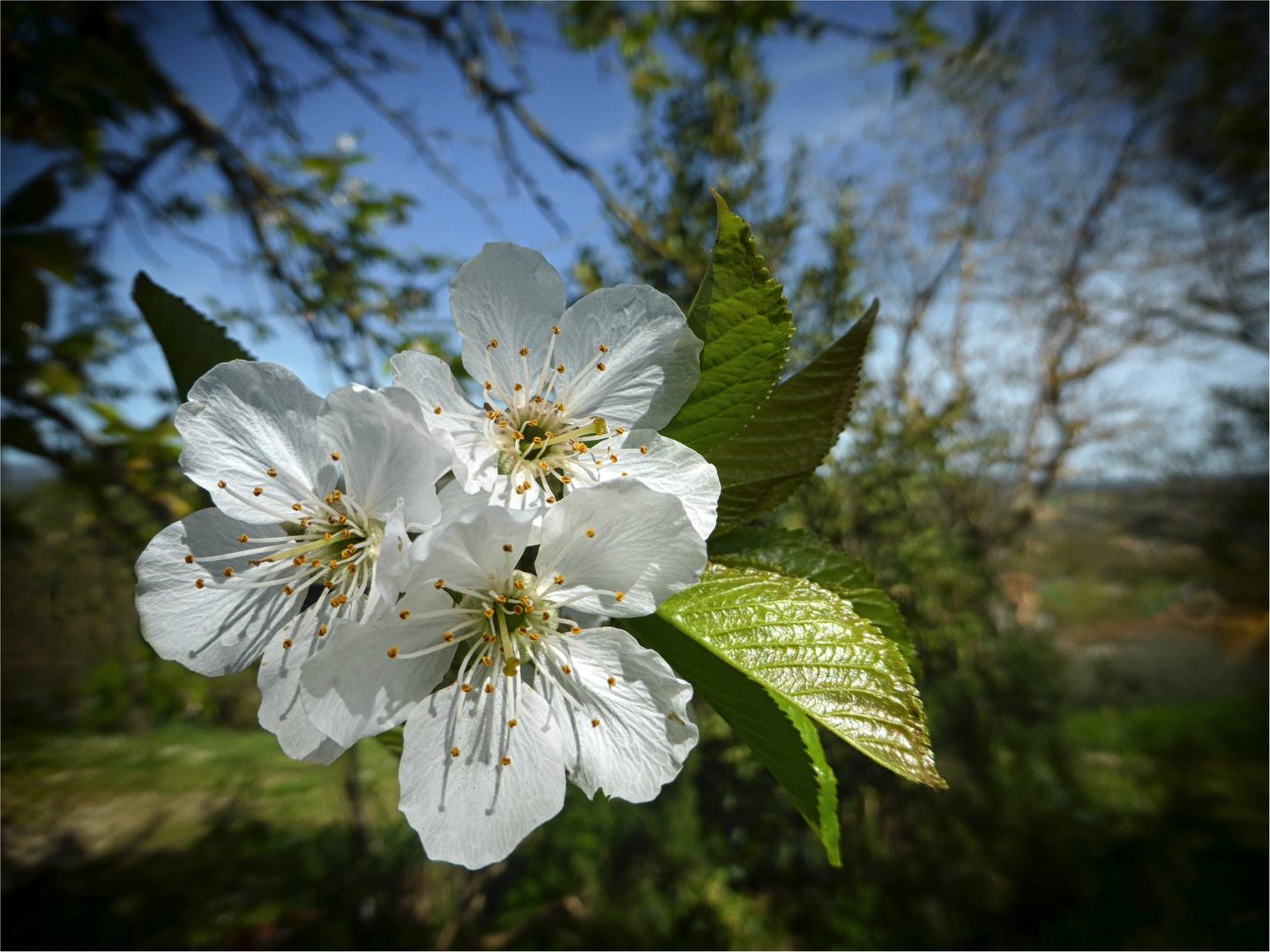 fiori di ciliegio..