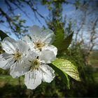 fiori di ciliegio..