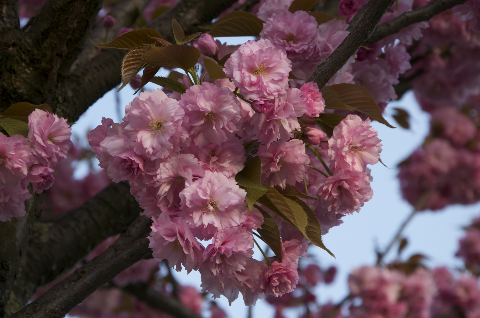 Fiori di ciliegio