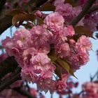 Fiori di ciliegio