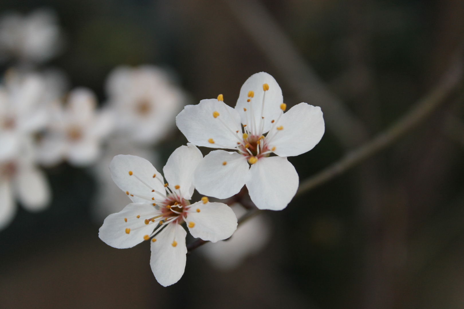 Fiori di ciliegio