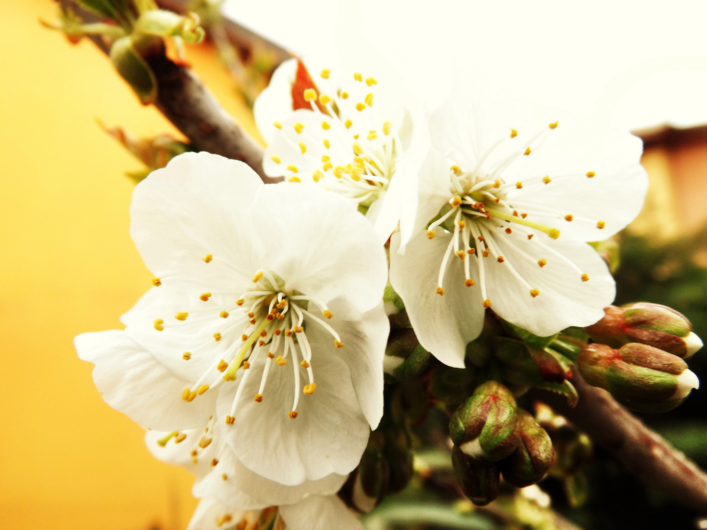 Fiori di ciliegio